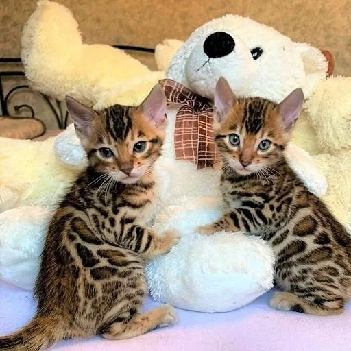 Chester Bengal kittens for sale