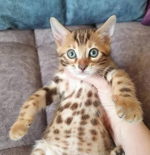 Arvada Bengal kittens for sale