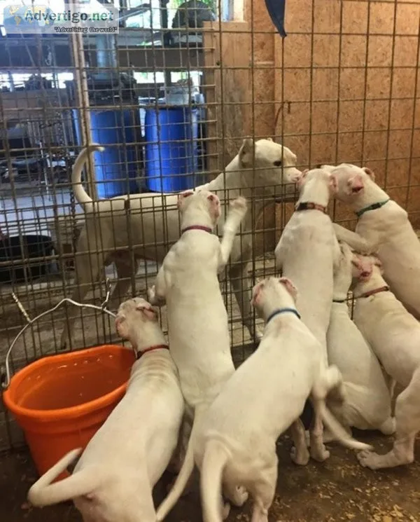 6 Chucky Dongo Argentino Puppies For Sale