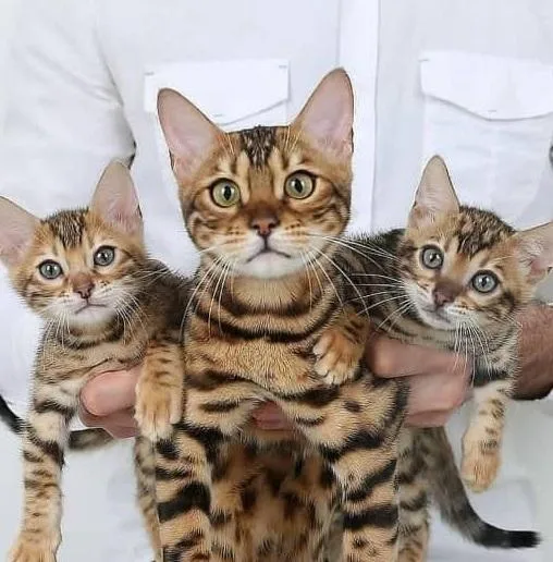 Tremendos Bengal kittens for sale
