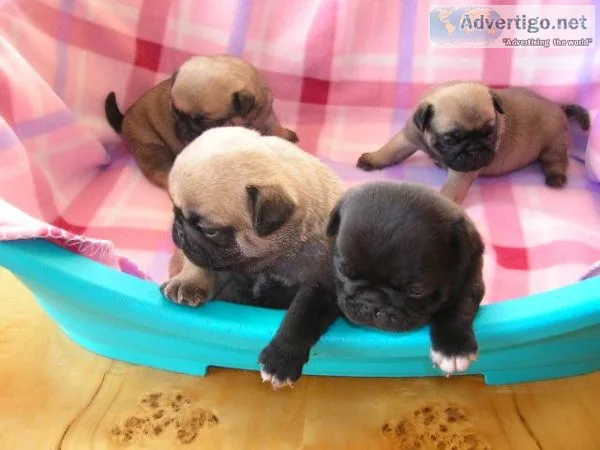 Pug puppies looking for home