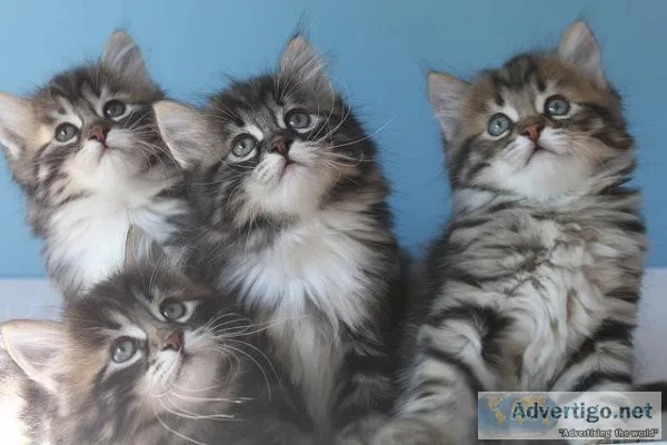 Purebred hypoallergenic Siberian kittens