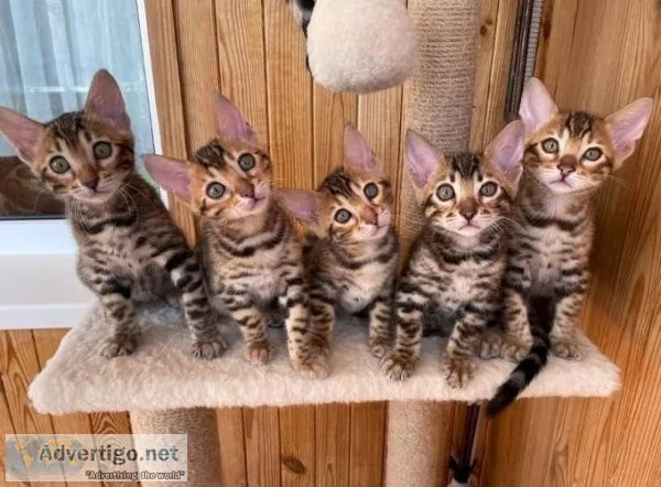 Auburn Bengal kittens for sale