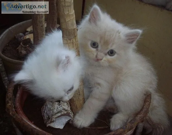 Beautiful Persian kittens