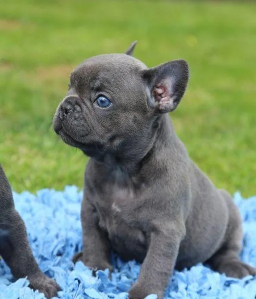 French bulldog puppy ready for new home