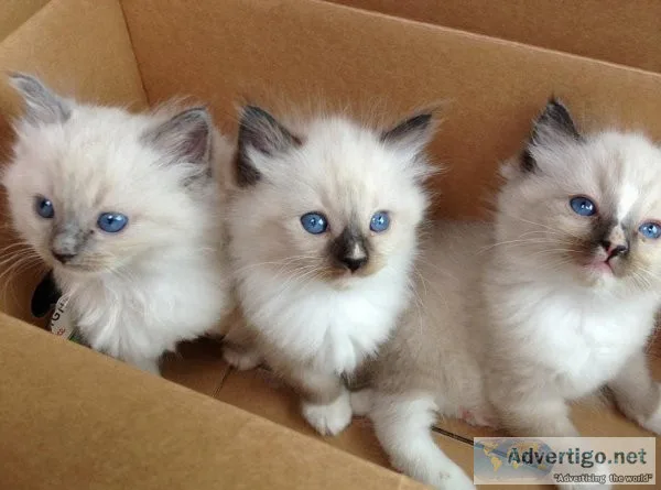 5 Beautiful Rag-doll  Kittens