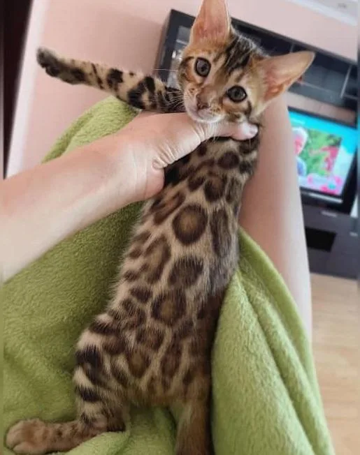 Joybringer Bengal kittens looking for a new home