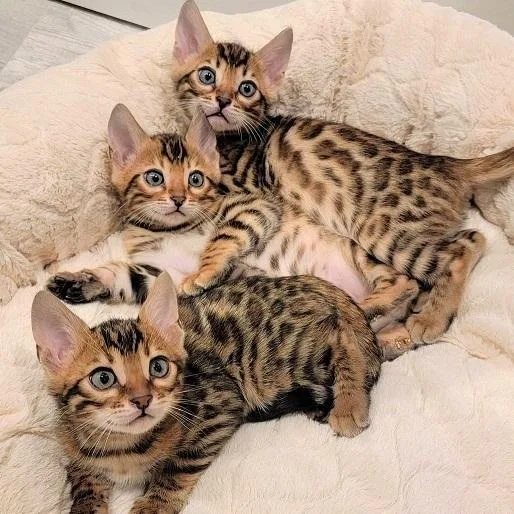 Phoenix Bengal kittens for sale