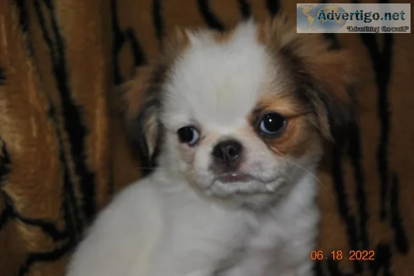 ANGIE 34 JAPANESE CHIN MIX FOR SALE