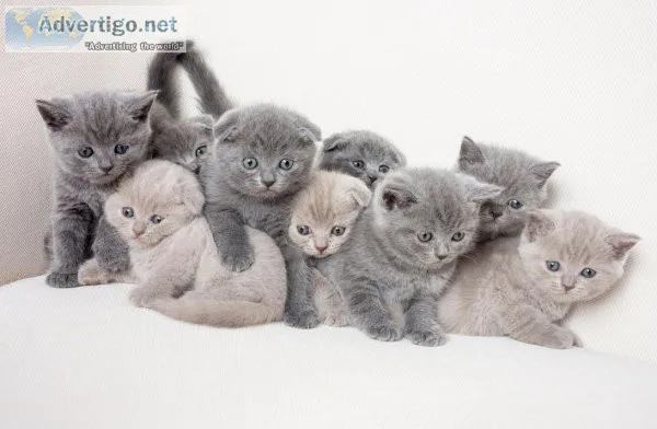 British Short-hair  kittens (males and females)