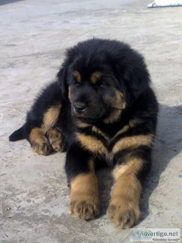 Tibetan Mastiff Puppies