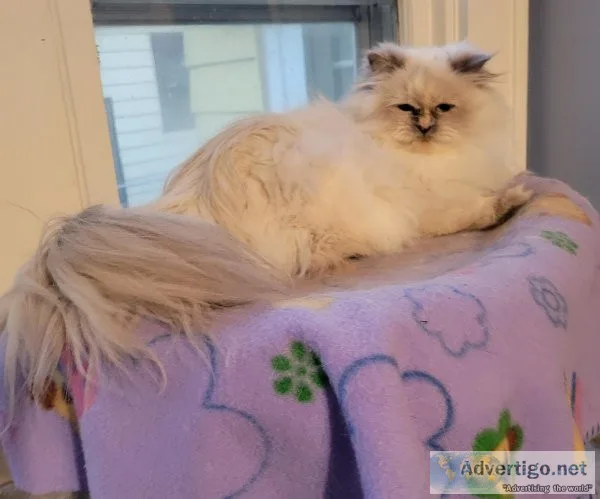 Himalayan fixed female age 2 Omaha Nebraska