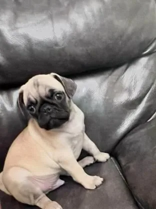 pug puppies looking for home