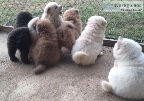 Colored Chow Chow Puppies Available