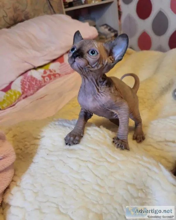 2 beautiful sphynx kittens remaining
