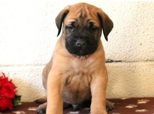 English Mastiff Puppies READY NOW
