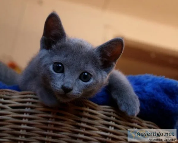 Russian Blue Kittens Health Guarantee Food Shots and More