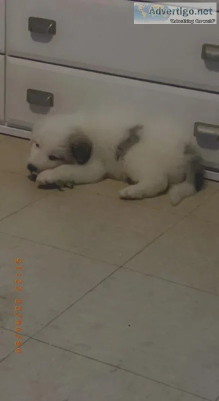Great Pyrenees puppies