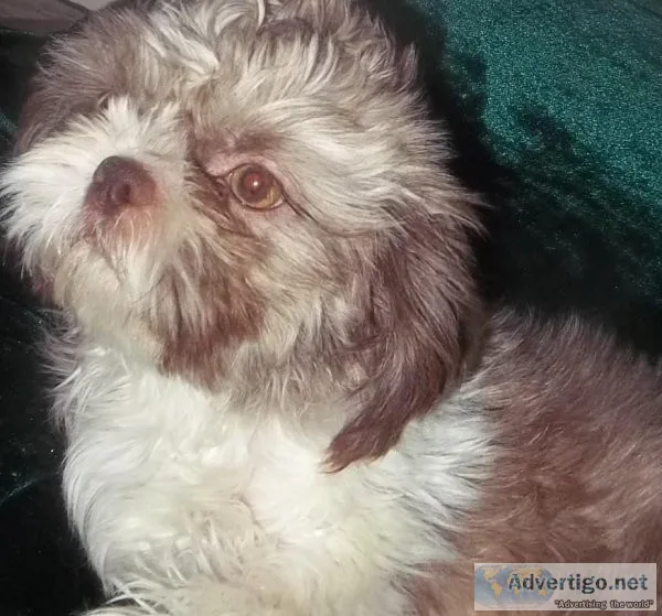 AKC Female Lavender Shih Tzu
