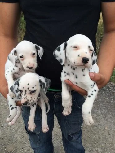 Beautiful Dalmatian Puppies