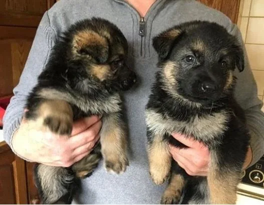 Beautiful German Shepherd puppies