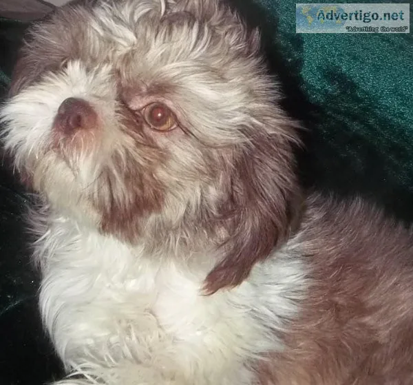 AKC Lavender Female Shih Tzu
