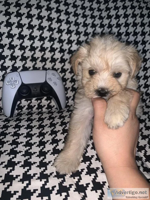 Maltipoo puppy