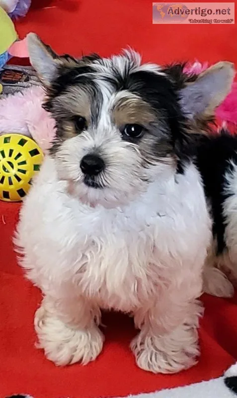 AKC registered Yorkie male