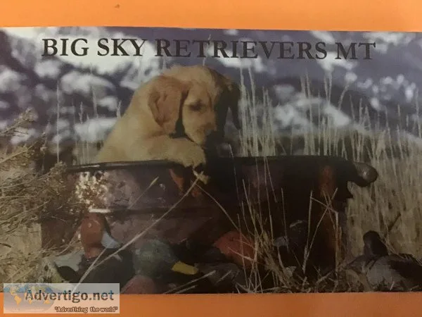 Golden Retriever Hunting Companions