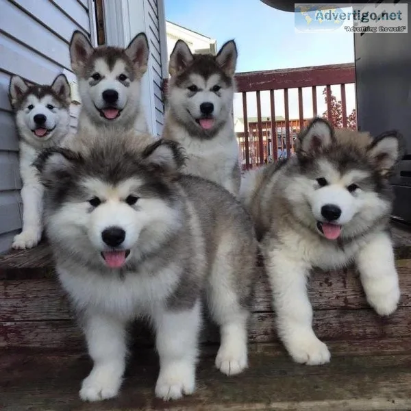 Alaskan malamute looking for new home