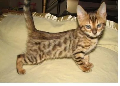 Bengal Kittens