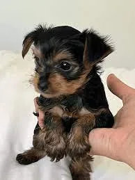 Yorkie puppies - 500