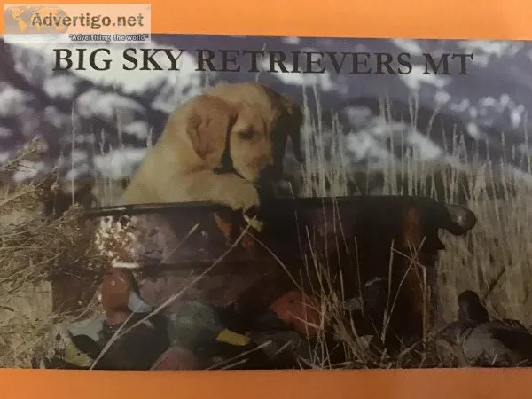 Golden Retriever Hunting Companions