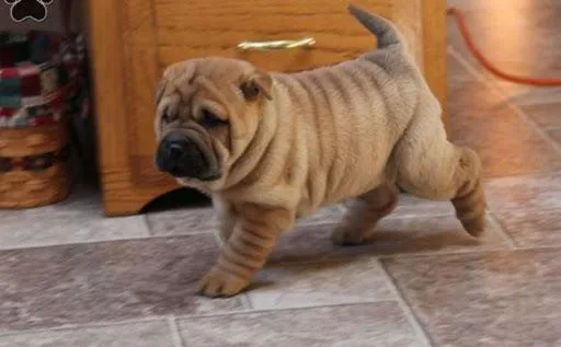 AKC Chinese SHAR PEI puppies