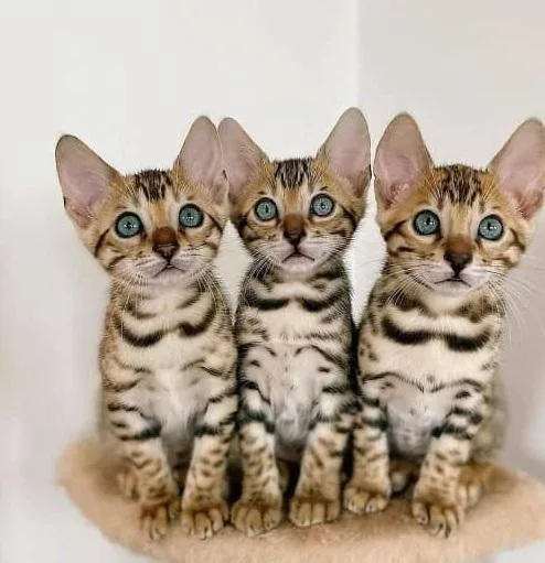 Fresh and Healthy Bengal kittens looking for a new home