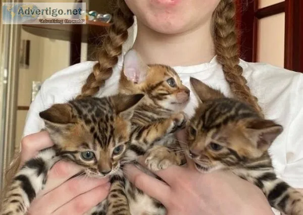 Ashaway Bengal kittens for sale