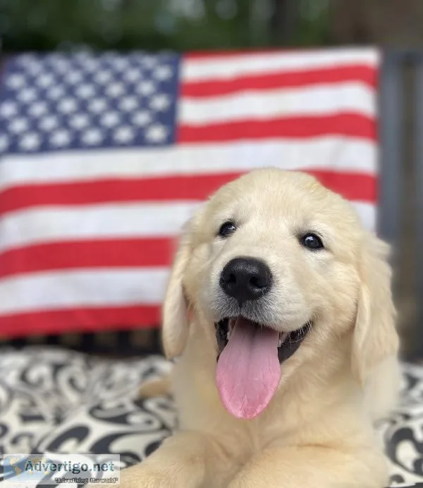 CKC Golden Retriever Puppies of Champion English Bloodlines