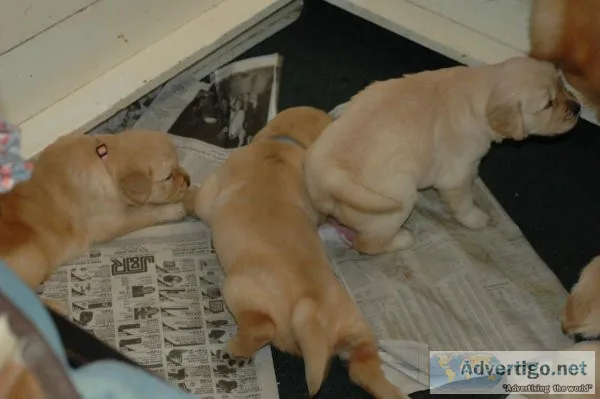 Beautiful Golden Retriever puppies