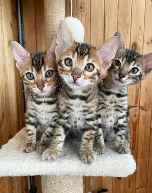 Altamont Bengal kittens for sale