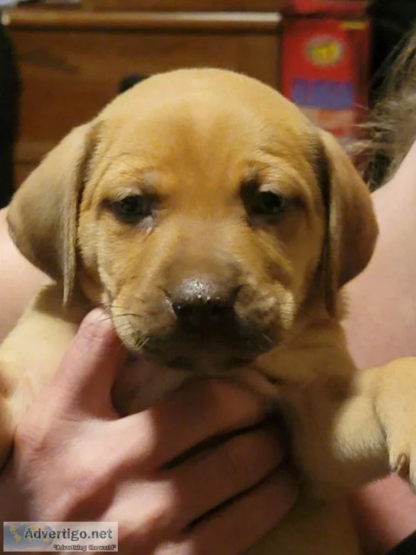 Cute puppies