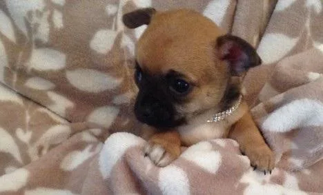 AKC Applehead Chihuahua puppies