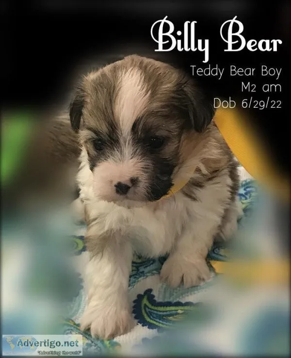 Quality Teddy Bear Puppies for Sale