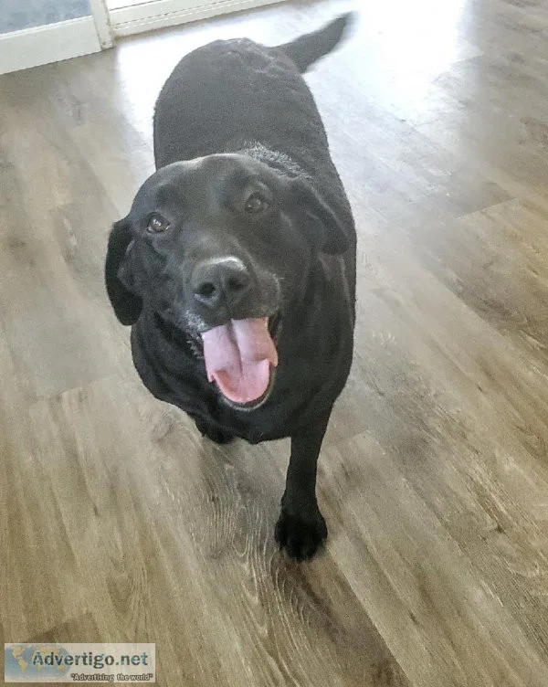 AKC black lab female