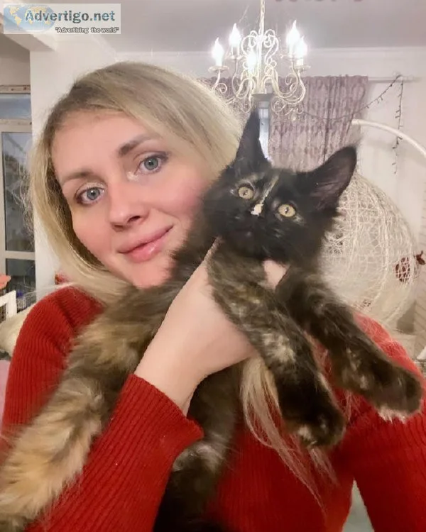 Maine Coon Kittens For Adoption