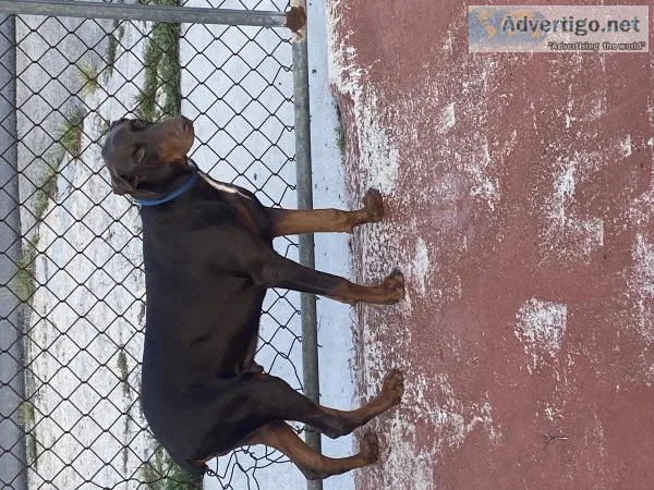 Red Doberman male 8 months old