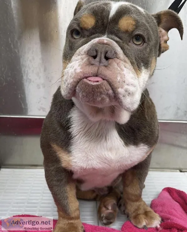 Mini English Bulldog Lilac Tri