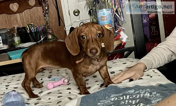 Male Mini Dachshund