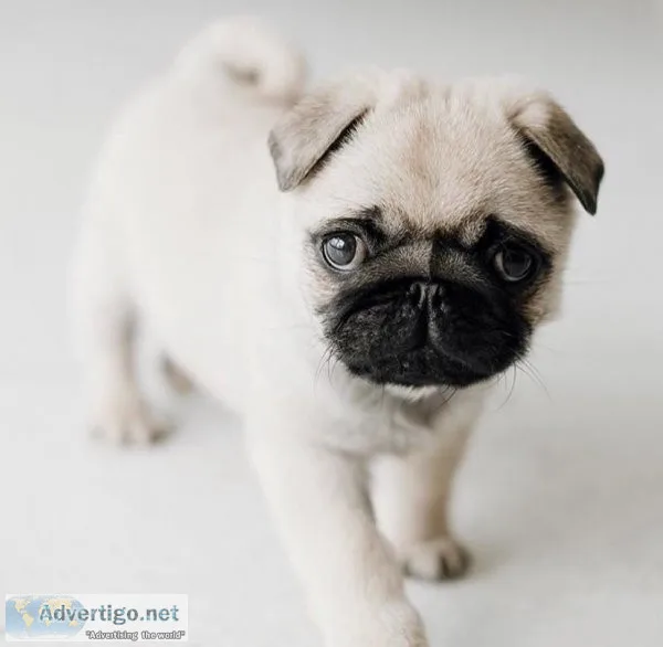 Cute Pug puppies for adoption