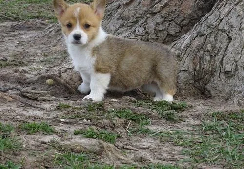 Corgi puppies