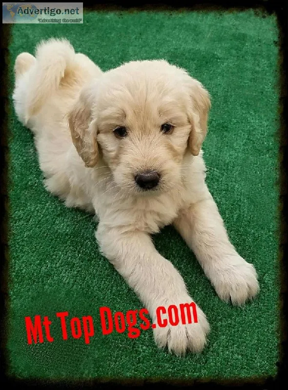 Goldendoodle Service Candidates